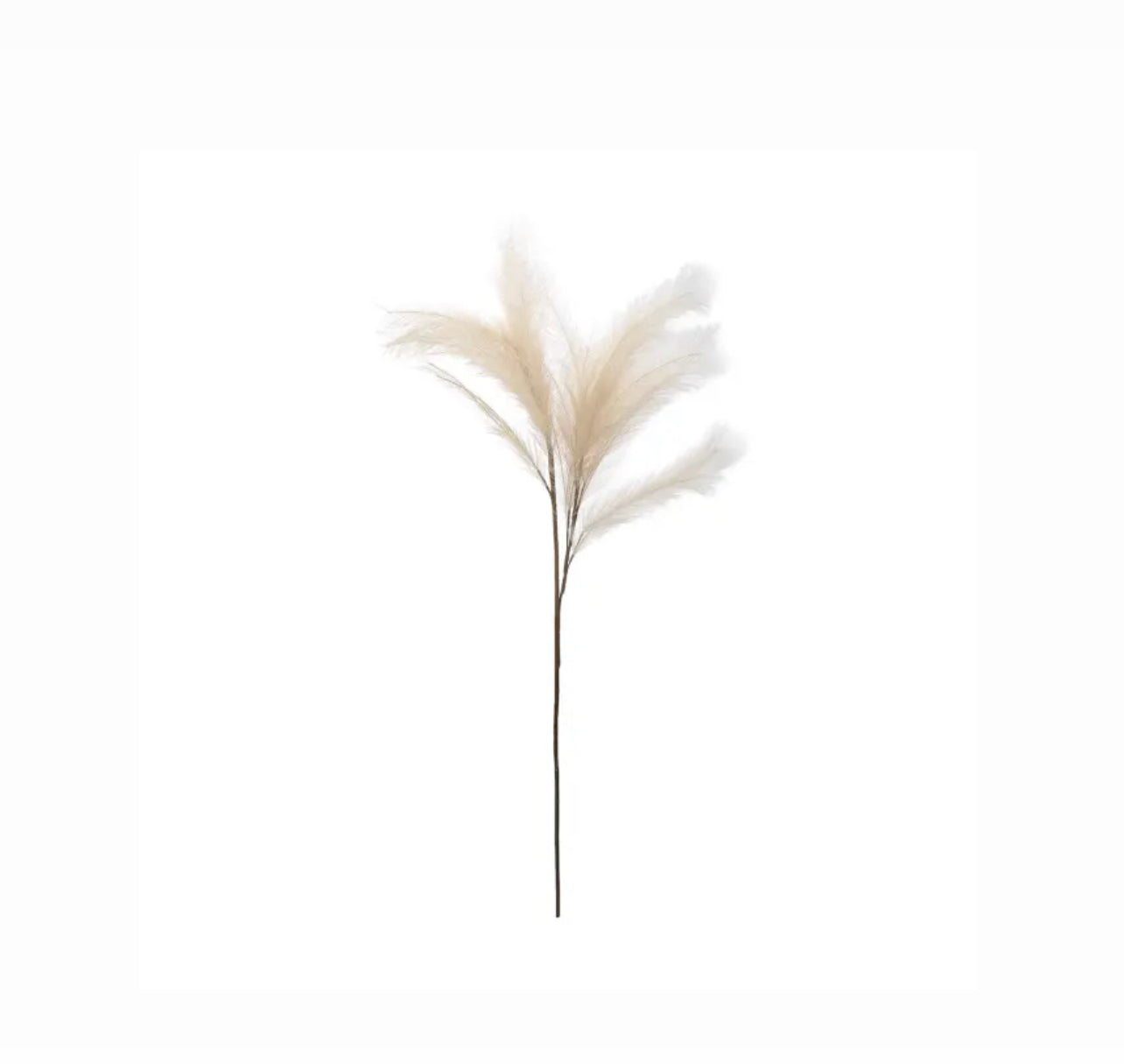 Boho Pampas Grass Steams Natural Rockhampton Vintage Hire