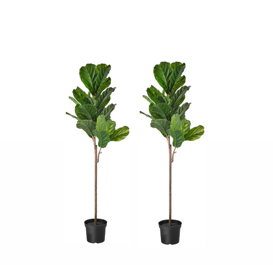 Fiddle Leaf Trees - Mid-Century Modern Decor Rockhampton Vintage Hire