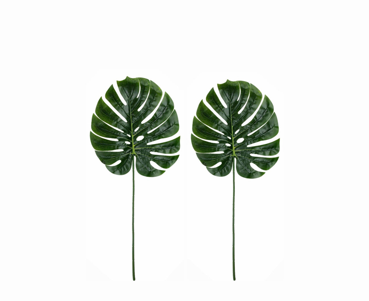 Monstera Leaf - Green Rockhampton Vintage Hire