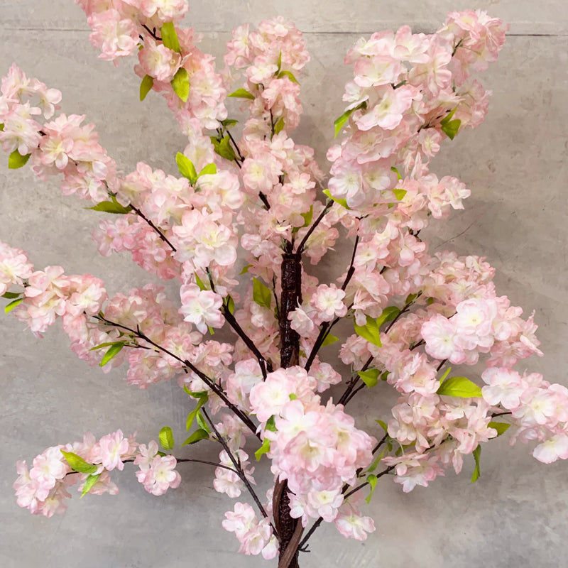 Pink Cherry Blossom (Sakura) Tree hire Rockhampton Vintage Hire