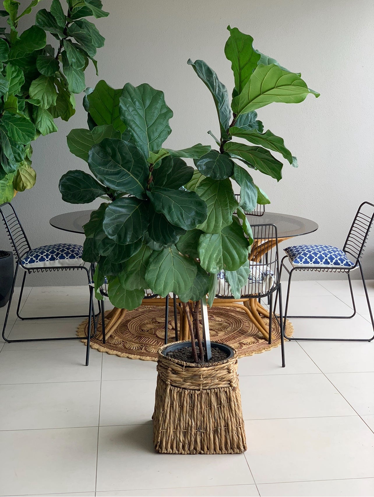 RVH Rattan Planter - Large Rockhampton Vintage Hire