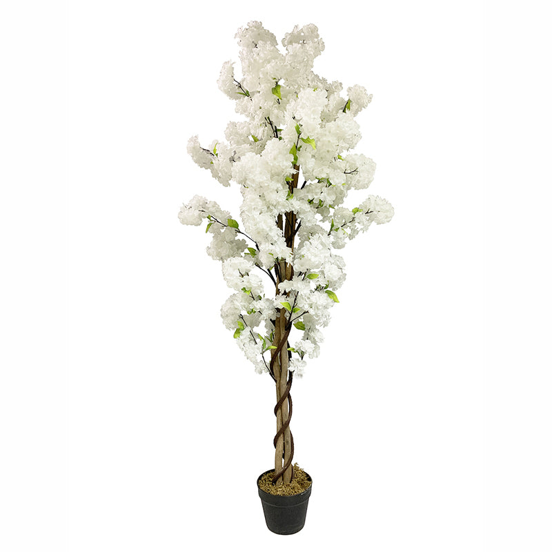 White Cherry Blossom (Sakura) Tree hire Rockhampton Vintage Hire