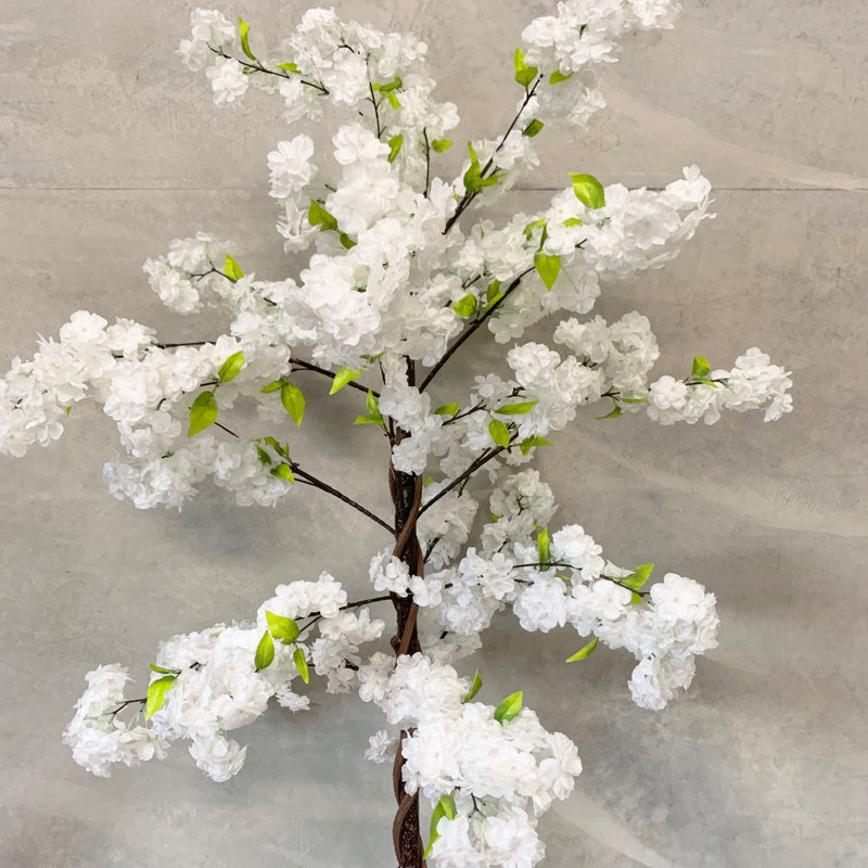 White Cherry Blossom (Sakura) Tree hire Rockhampton Vintage Hire