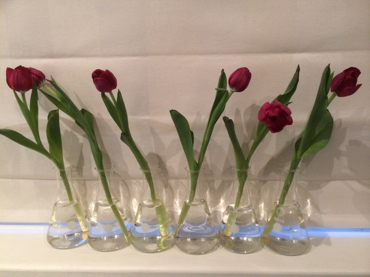 Vases - Vintage Glass Beakers x6 Bundle Rockhampton Vintage Hire