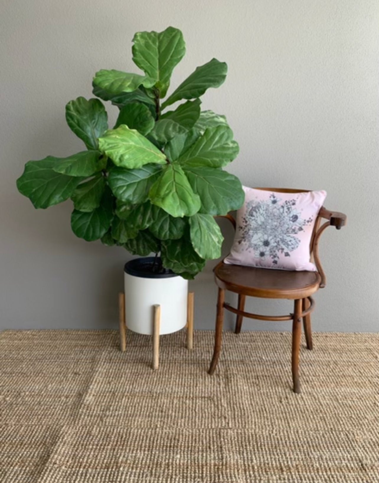 Standard Square Cushions - Pink Flower Print Rockhampton Vintage Hire