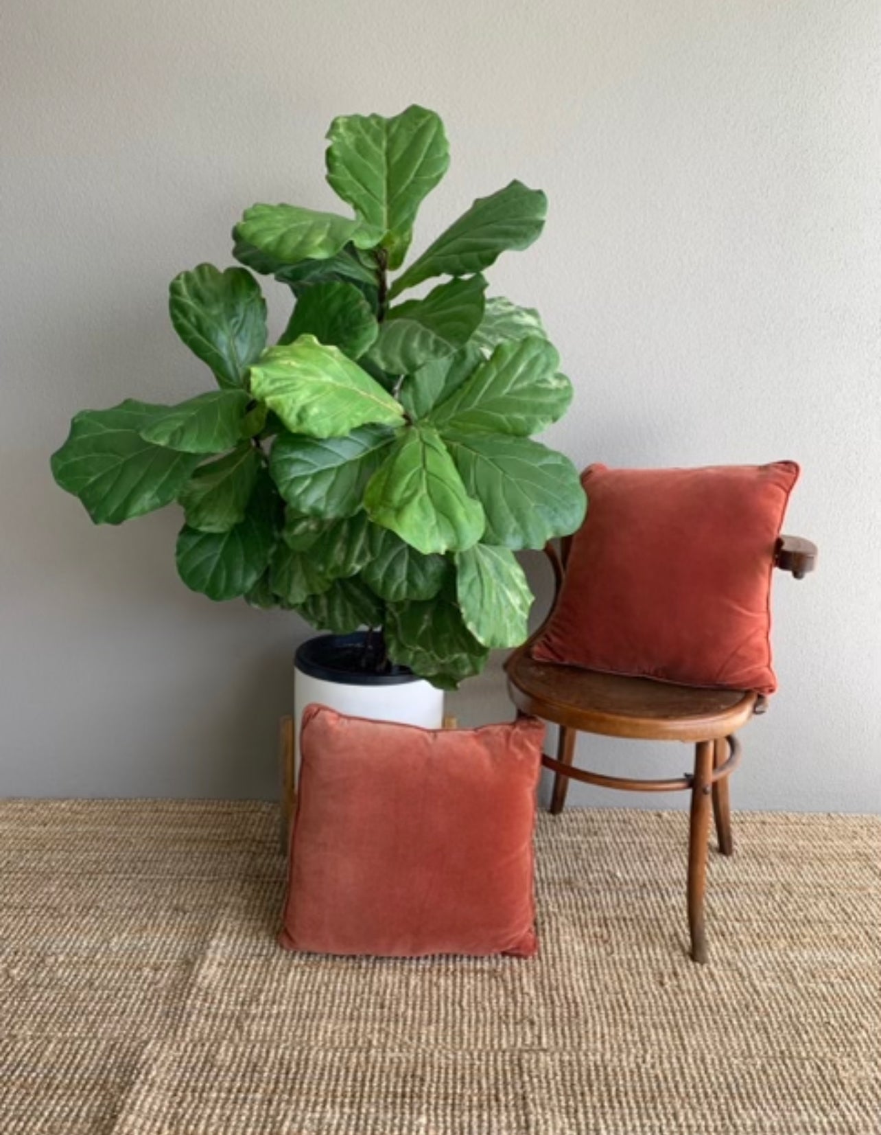 Standard Square Cushions - Rust Velvet Rockhampton Vintage Hire