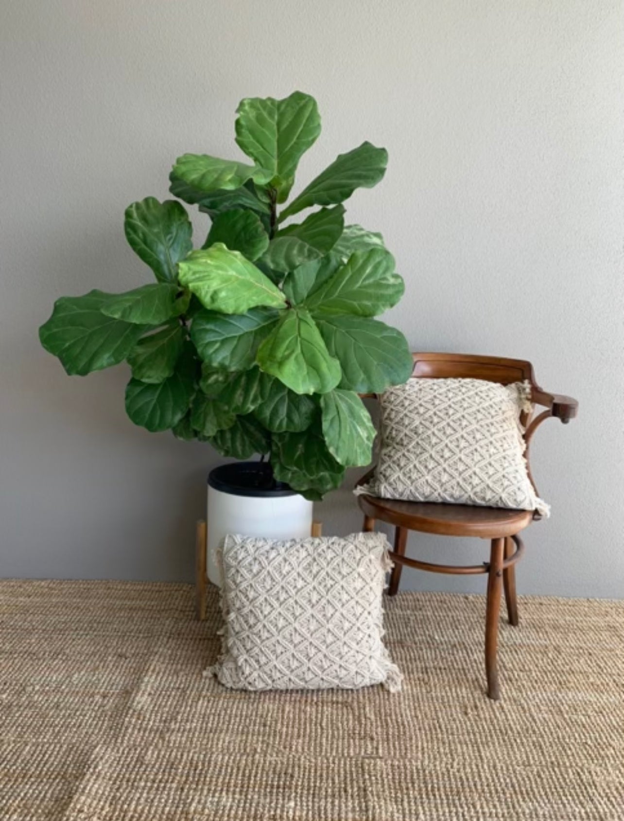 Standard Square Cushions - Cream Tassel Rockhampton Vintage Hire